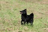 SCHIPPERKE 696